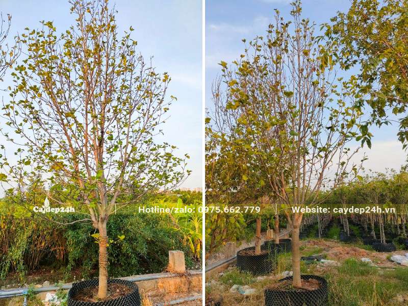 Cây Mộc Lan cao hơn 3m, đk gốc 8cm đã dâm ủ nhiều năm