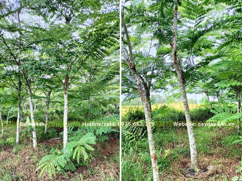 Những cây Muồng Hoa Đào đường kính gốc gần 10cm đã nuôi trồng nhiều năm