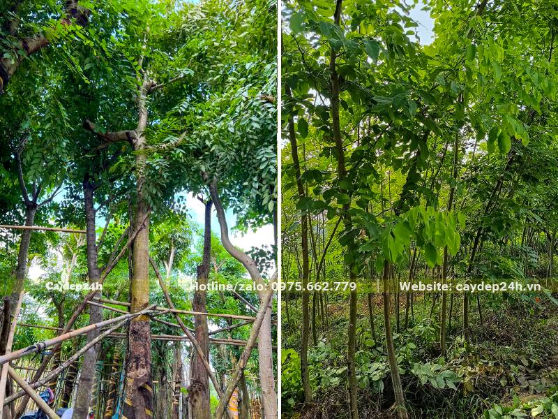 Dâm ủ và chăm sóc cây Muồng Hoàng Yến lâu năm, tán đẹp