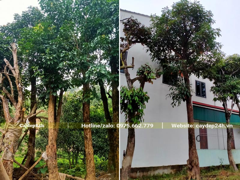 Nhà vườn dâm ủ cây Nhội lâu năm, đường kính gốc hơn 20cm