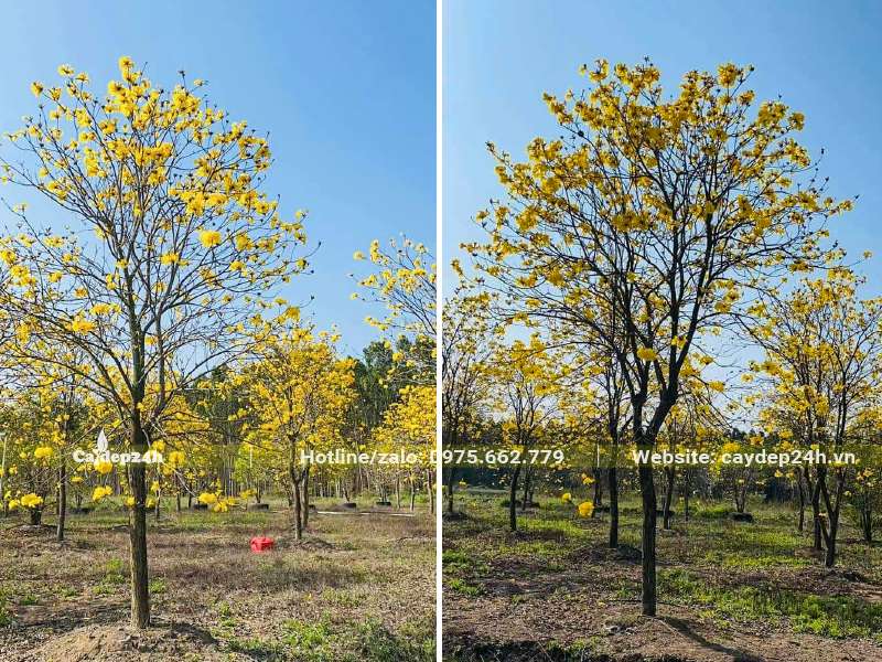 Cây Phong Linh lâu năm đường kính gốc từ 8cm đã trồng lâu năm