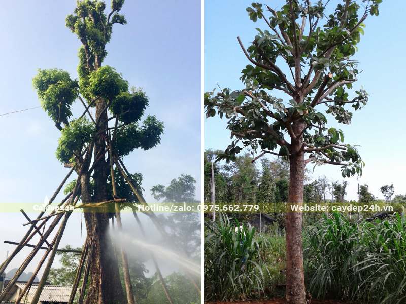 Sang cổ thụ chiều cao gần 8m mới trồng