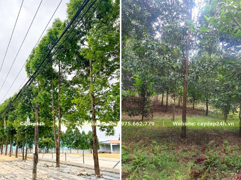 Sao Đen trồng lấy bóng mát trên đường phố và trồng vườn để khai thắc gỗ