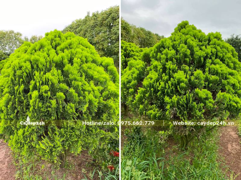 Cắt tỉa tạo tán tròn và tán hình nón cho cây Trắc Bá Diệp