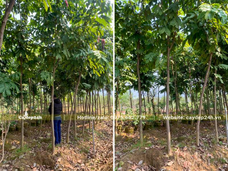 Vườn trồng cây Vàng Anh quy mô lớn, cây có đường kính gốc từ 5cm