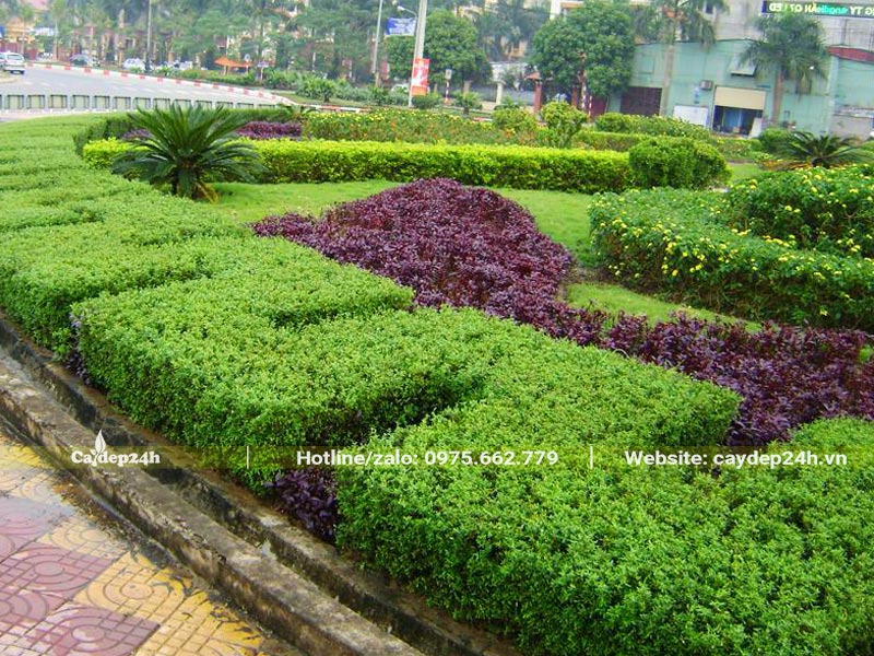 Cây bụi trồng viền trong nhà máy