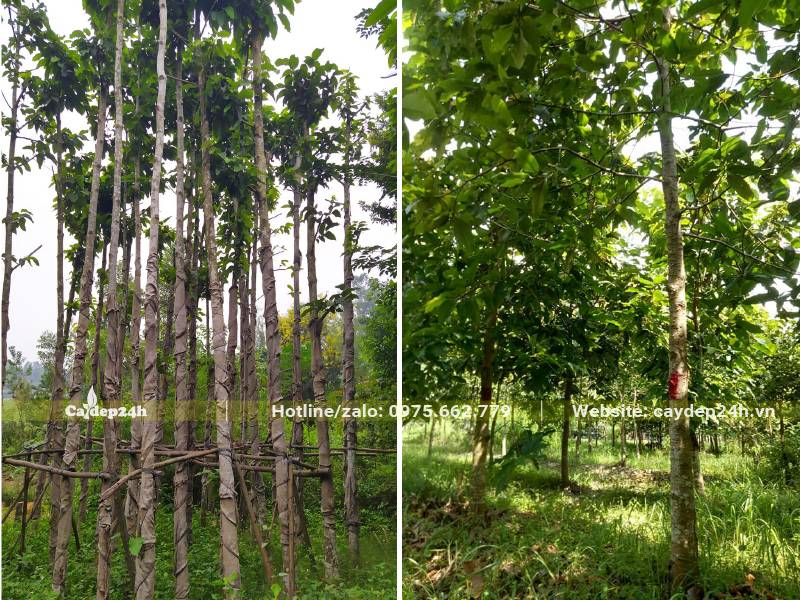 Bứng bầu và dâm ủ cây Dầu Rái trưởng thành, chiều cao khoảng 6 - 7m