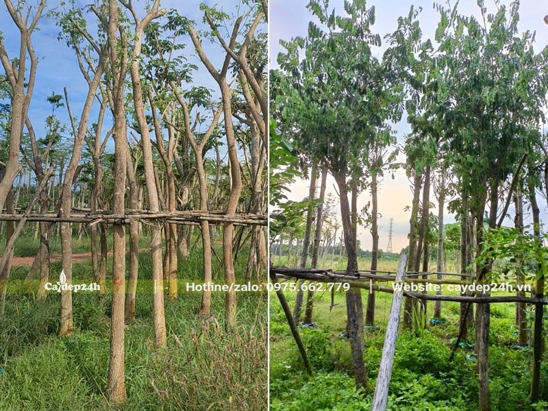 Cây Me Tây dâm ủ 6 tháng, thân thẳng đẹp, đường kính đo cách gốc 1m là 8 - 10cm