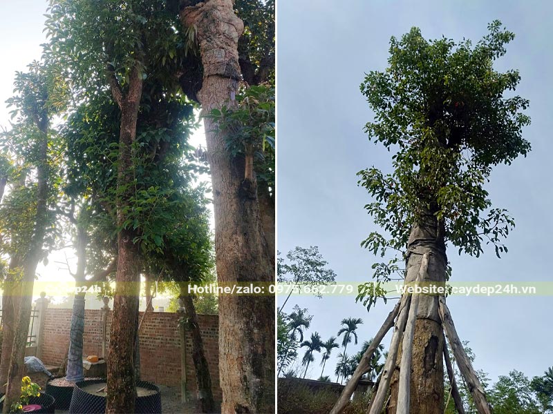 Đường kính thân đo cách gốc 1m là 30cm, chiều cao khoảng hơn 5m