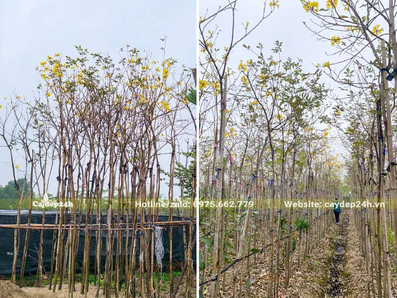 Dưỡng ủ cây trưởng thành cao 5m, đường kính gốc từ 3 - 5cm