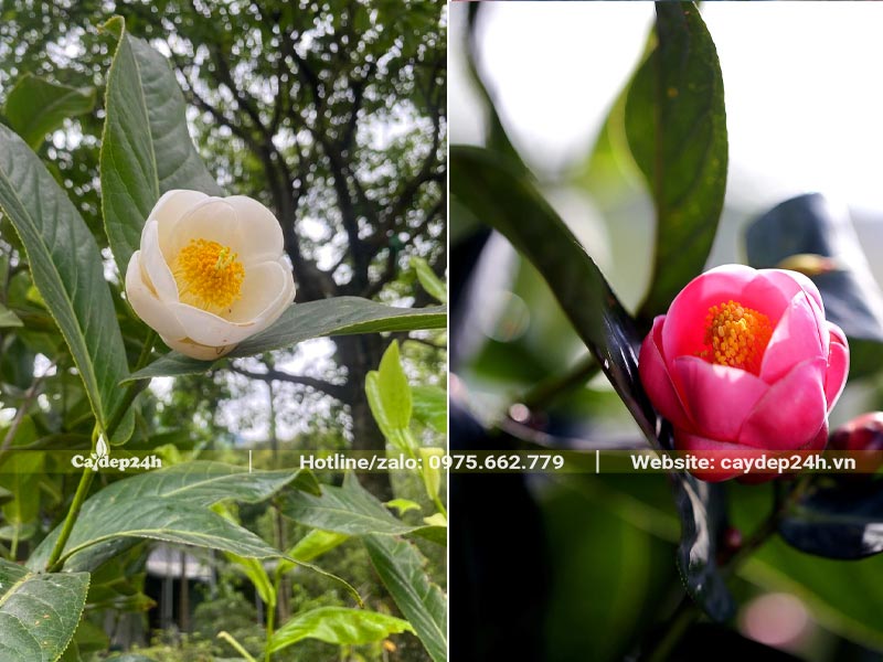 Bông hoa Hải Đường trắng và đỏ