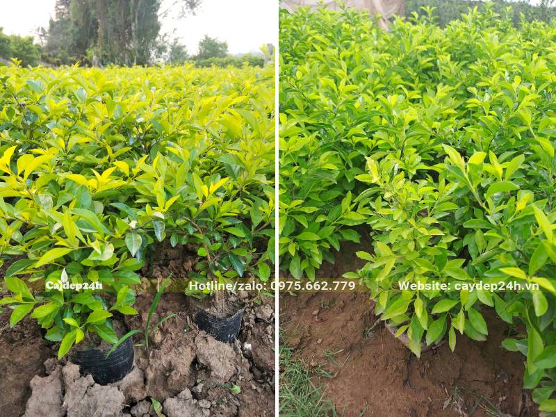 Vườn cây giống Chuỗi Ngọc chiều cao 15 - 25cm