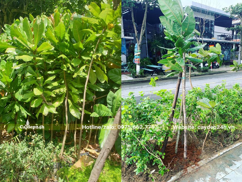 Cây giống Bàng Vuông trồng trên dải phân cách đường phố