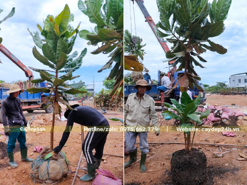 Tháo vỏ bầu cho cây Bàng Vuông cao 3 - 4m