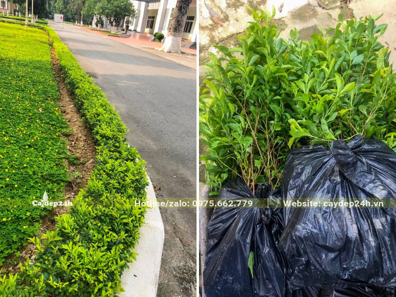 Trồng cây Chuỗi Ngọc làm viền hai bên đường đi