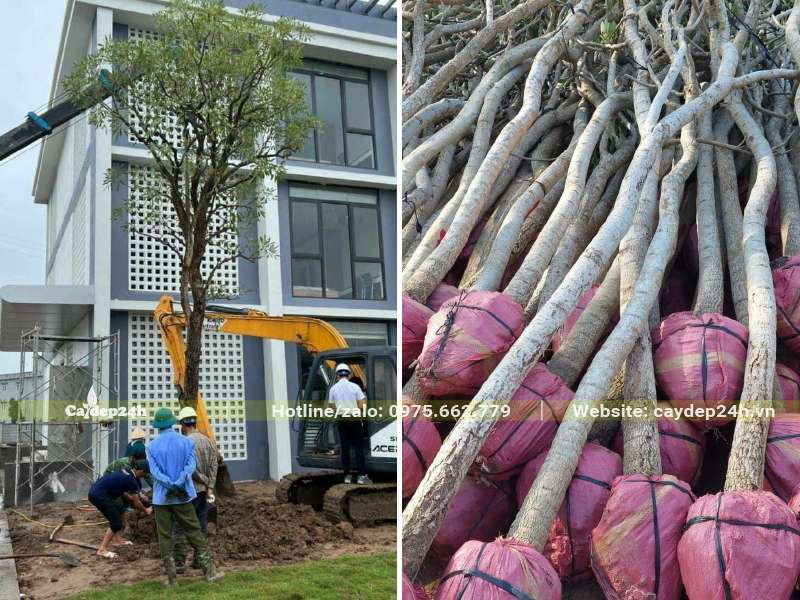 Cây Đẹp 24h đang tiến hành trồng cây chuông vàng lâu năm cho khu đô thị