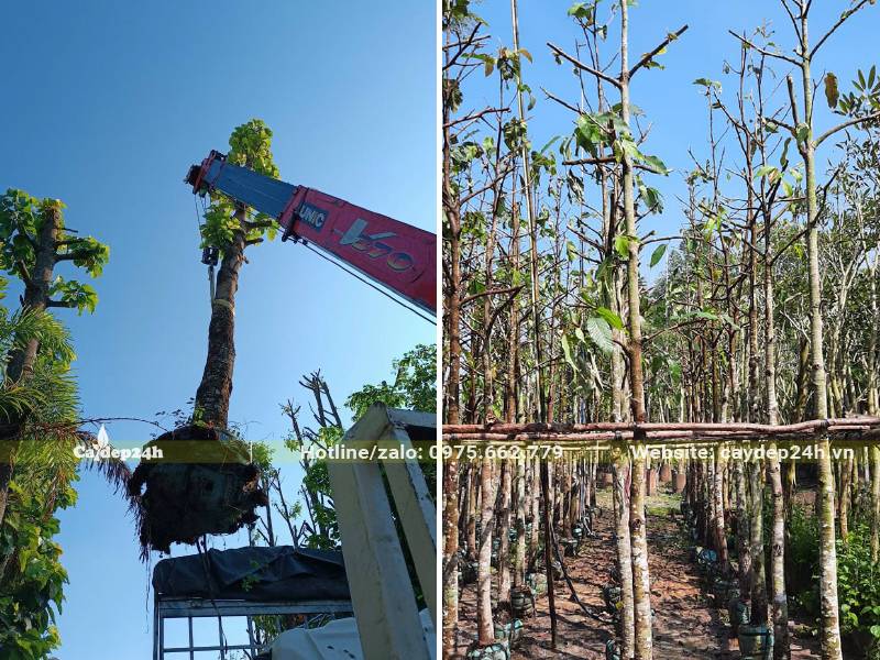 Dâm ủ số lượng lớn cây Dầu Rái công trình, chiều cao khoảng 5 - 6m