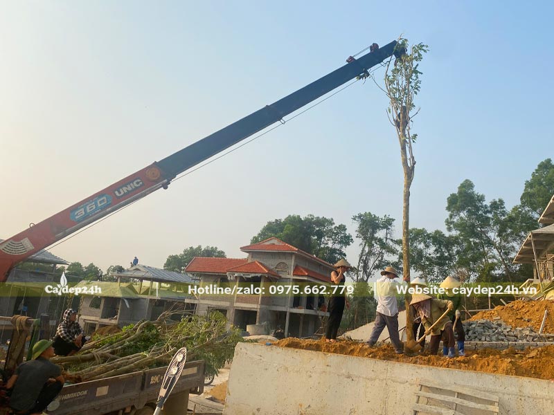 Cần cẩu đang đưa cây Đỗ Mai cao hơn 5m vào hố trồng