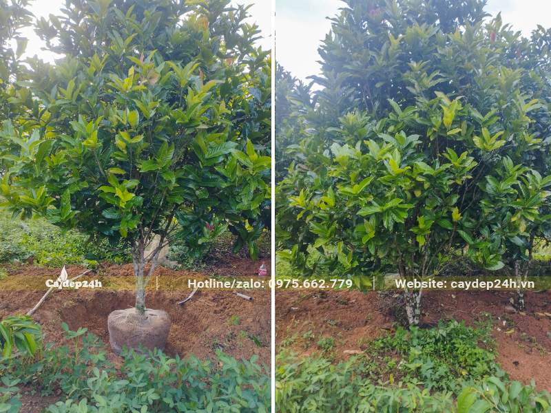 Bứng bầu cây hoa Hải Đường cao gần 3m, đường kính bầu 40 - 45cm