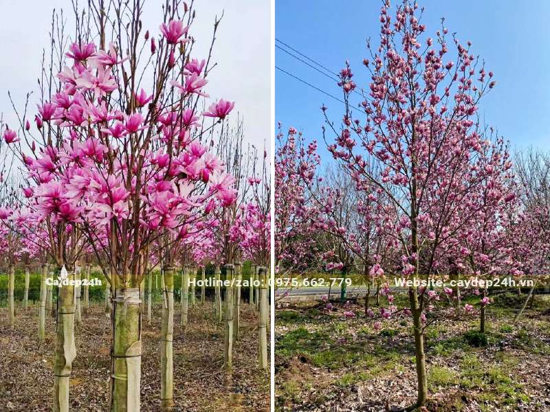 Vườn trồng Mộc Lan quy mô lớn đang bước vào thời điểm hoa nở rộ nhất