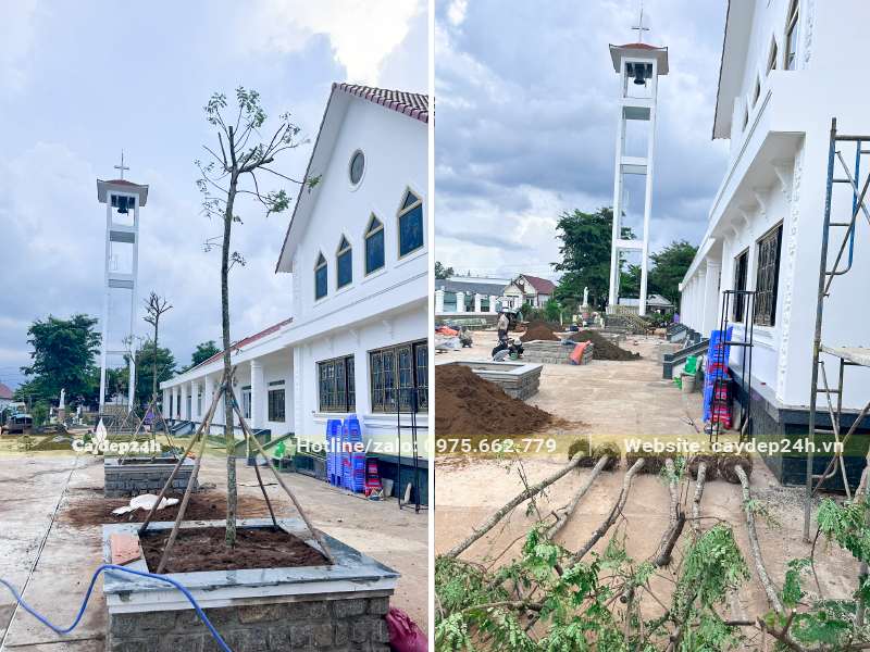 Trồng cây Lim Xẹt đường kính gốc 5cm cho một giáo xứ tại Lâm Đồng