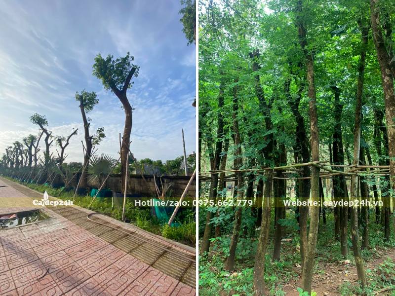 Trồng và chống cọc cho cây Me Tây lâu năm đường kính gốc 20 - 30cm