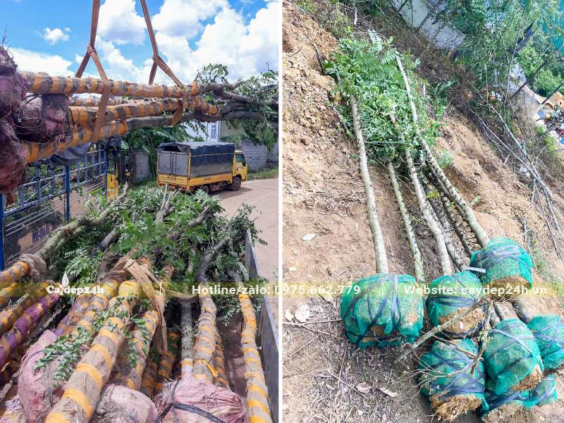 Cẩu cây muồng hoa anh đào từ trên xe xuống nơi tập kết tại công trình
