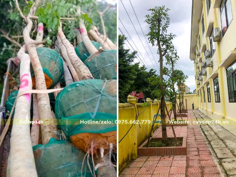 Bán và trồng hơn 20 cây Muồng Hoàng Yến đk gốc 20cm cho trường học