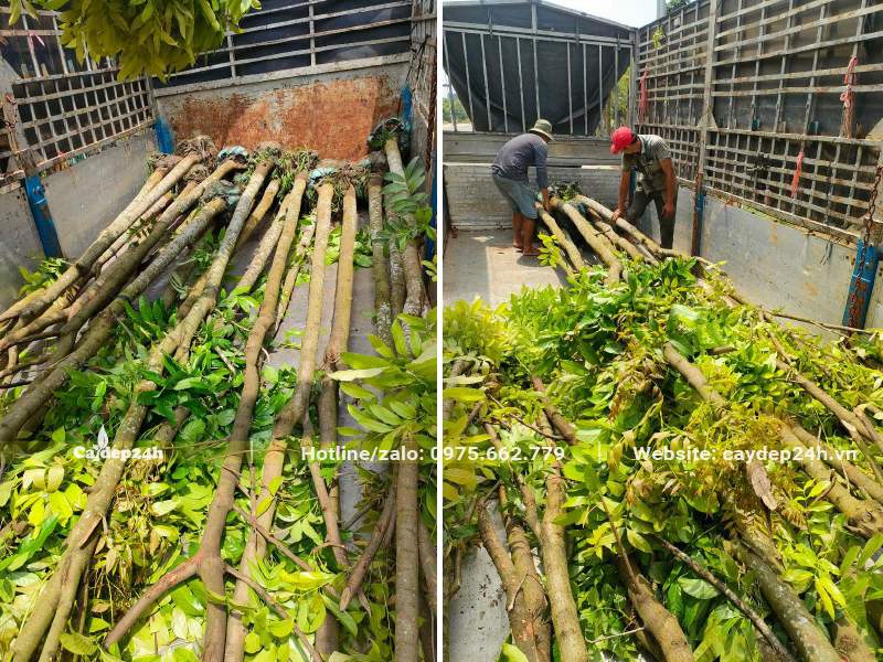 Công nhân đang xếp cây Nhạc Ngựa dâm ủ thẳng đẹp, đường kính gốc 10 - 15cm
