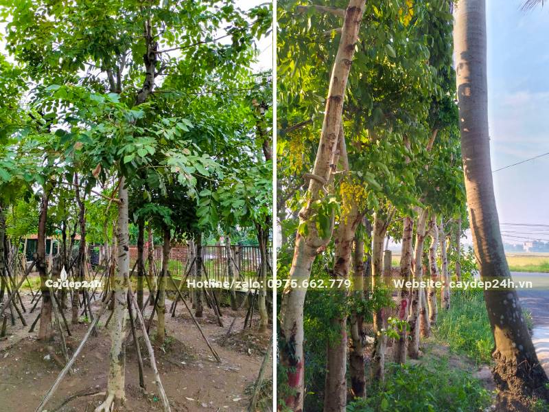 Vườn dâm ủ hàng loạt Muồng Hoàng Yến công trình đường kính gốc từ 10 - 15cm