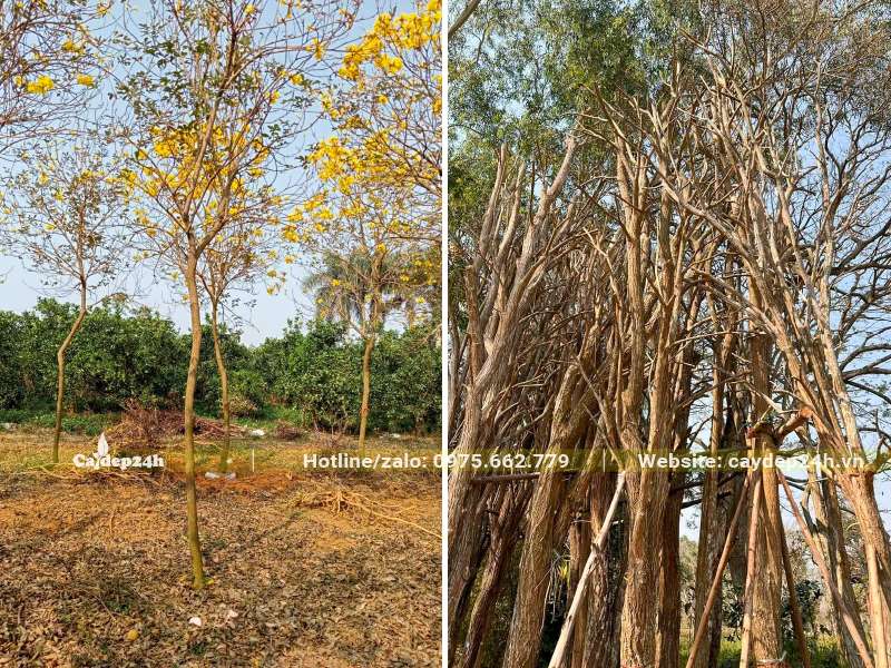 Mua cây phong linh vàng chiều cao 4 - 6m và thuê dịch vụ trồng tận nơi