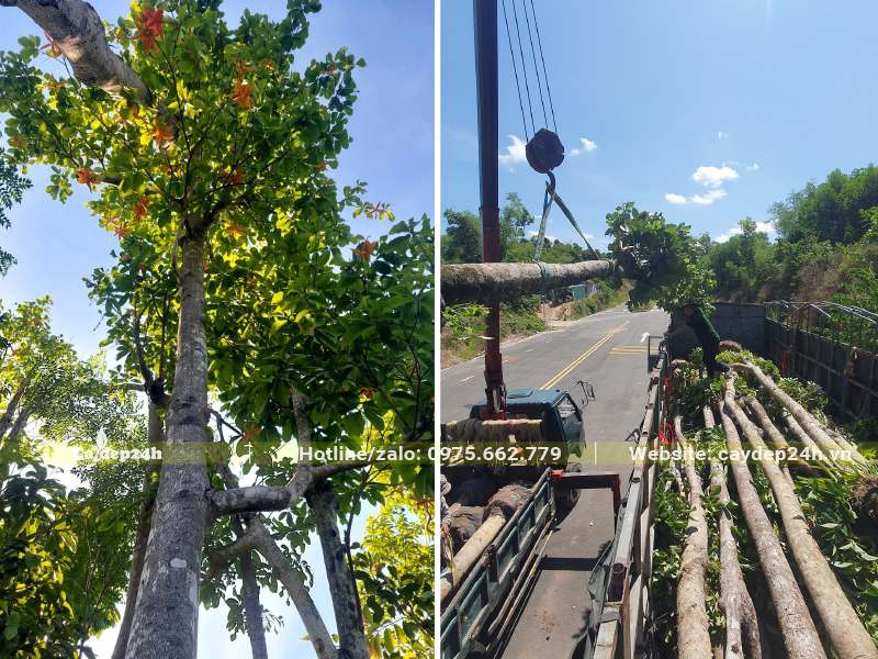 Di chuyển và tiến hành trồng cây Sang công trình cho khu đô thị