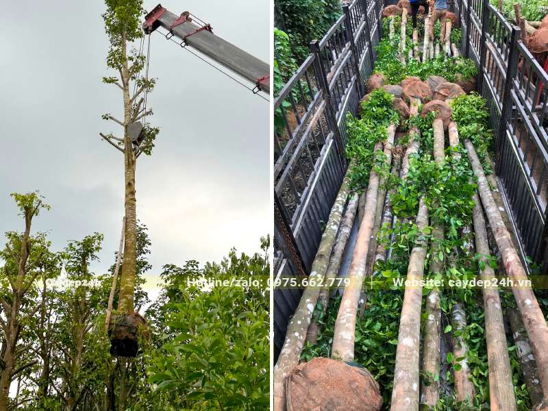 Di chuyển cây Sao Đen từ trên thùng xe xuống vị trí trồng