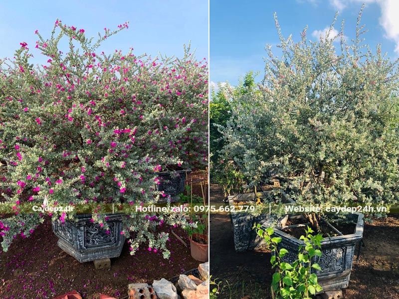 Chậu cây cảnh Tuyết Sơn Phi Hồng đẹp, hoa nhiều