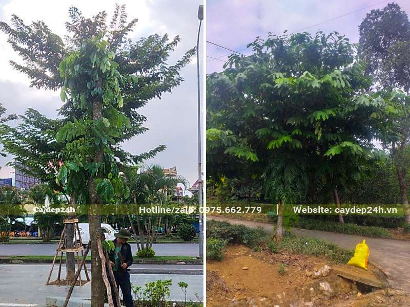Những cây Vàng Anh công trình cao lớn trồng trong công viên, vỉa hè đường phố