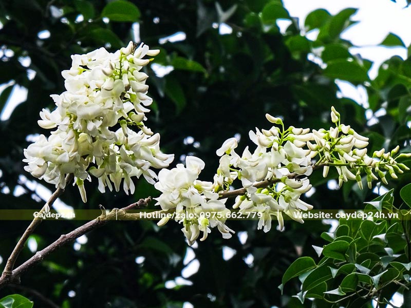 Cây hoa Đỗ Mai Trắng đang nở hoa
