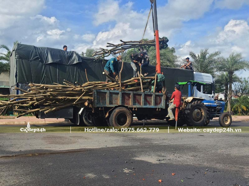 Tập kết hơn 100 cây Đỗ Mai tại điểm trồng