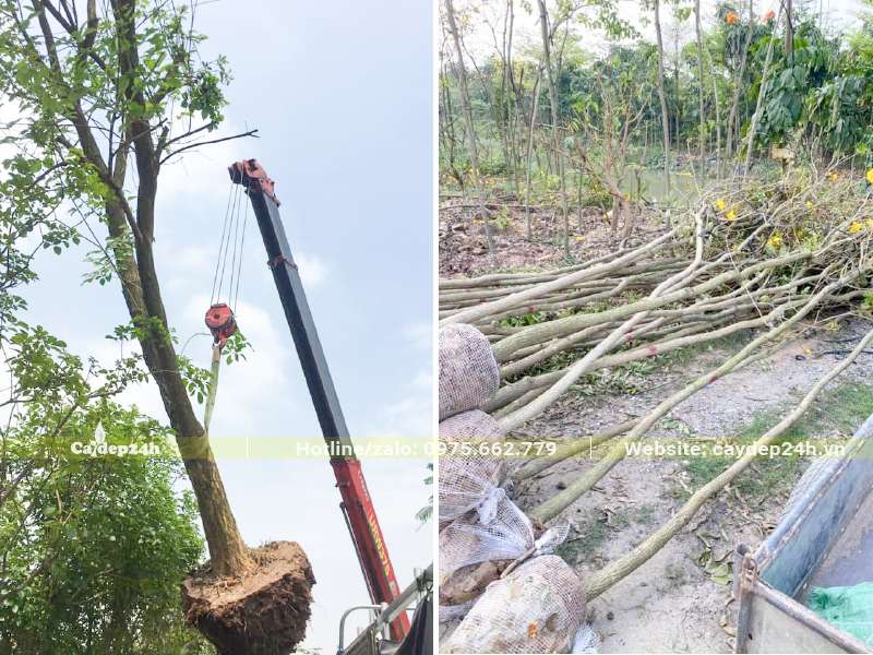 Cẩu cây Phong Linh kích thước lớn