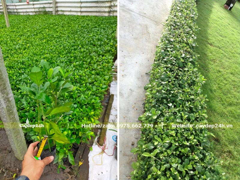 Trồng cây Ắc Ó tạo viền lối đi trong nhà máy