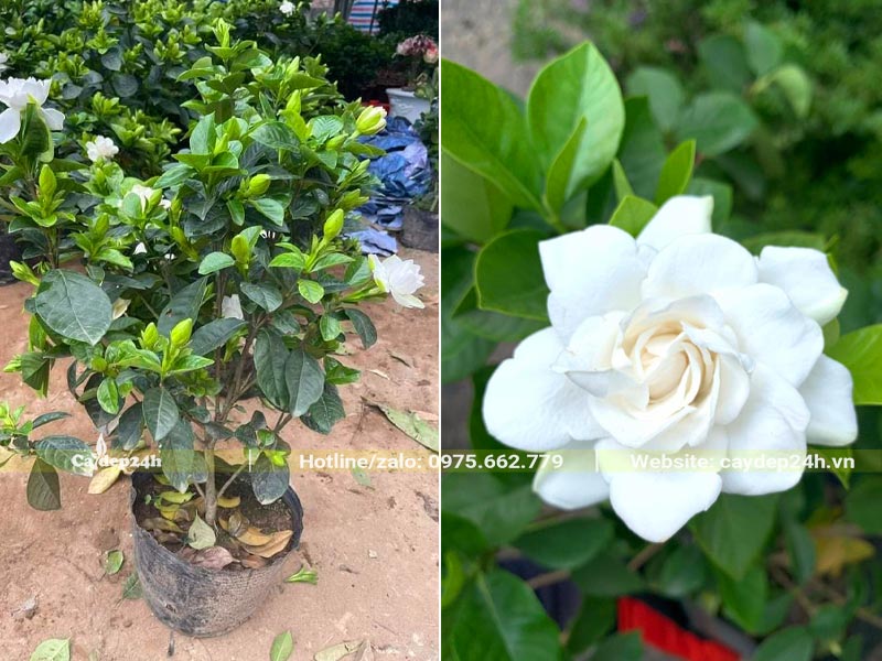 Bạch Thiên Hương cao khoảng 60 - 70cm đã ra hoa