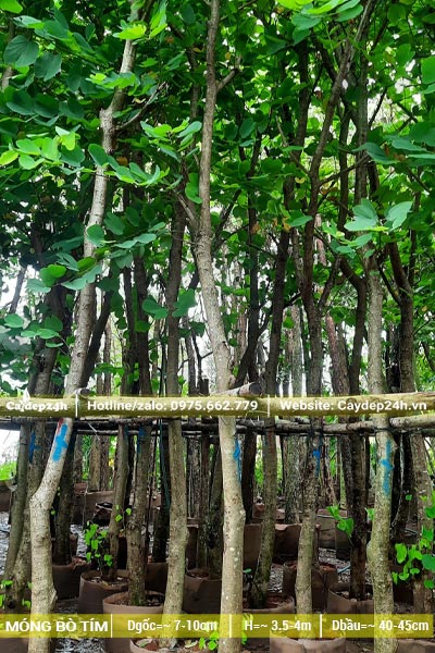 Vườn dâm ủ số lượng lớn cây Ban Tím đường kính từ 5cm trở lên