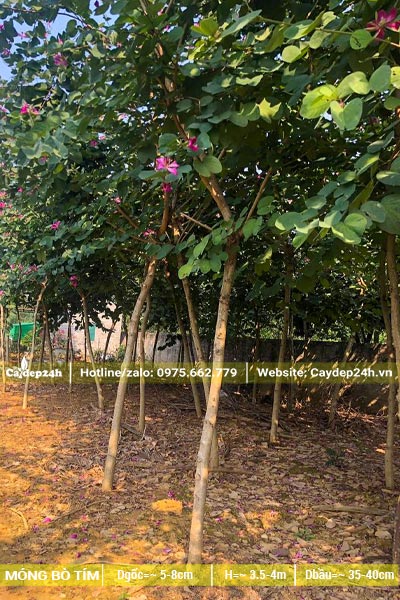 Vườn cây Ban Tím đường kính 5cm đã ra hoa