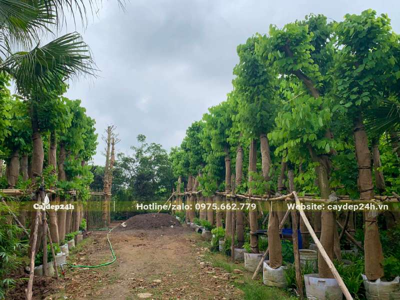 Vườn dâm ủ hàng trăm cây Ban Tím đường kính gốc 15 - 18cm