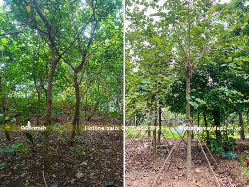 Vườn cây hoa Ban Tím trưởng thành, vanh 15 - 20