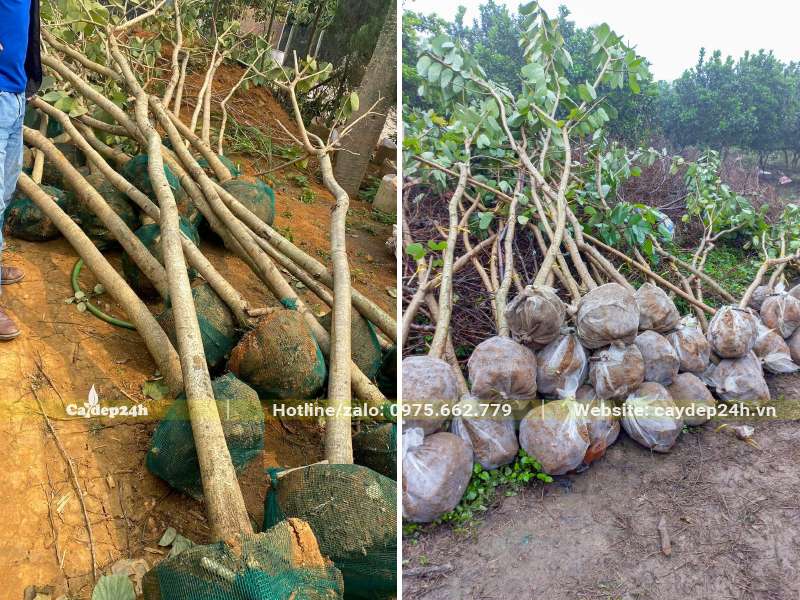 Bứng số lượng lớn Móng Bò Tím công trình đường kính gốc 5cm và 10cm