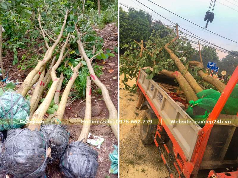 Ban Hoàng Hậu lâu năm đường kính gốc 10 - 20cm