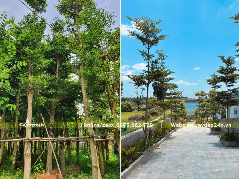 Cây Bàng Đài Loan công trình đk gốc 15cm trồng nhà máy