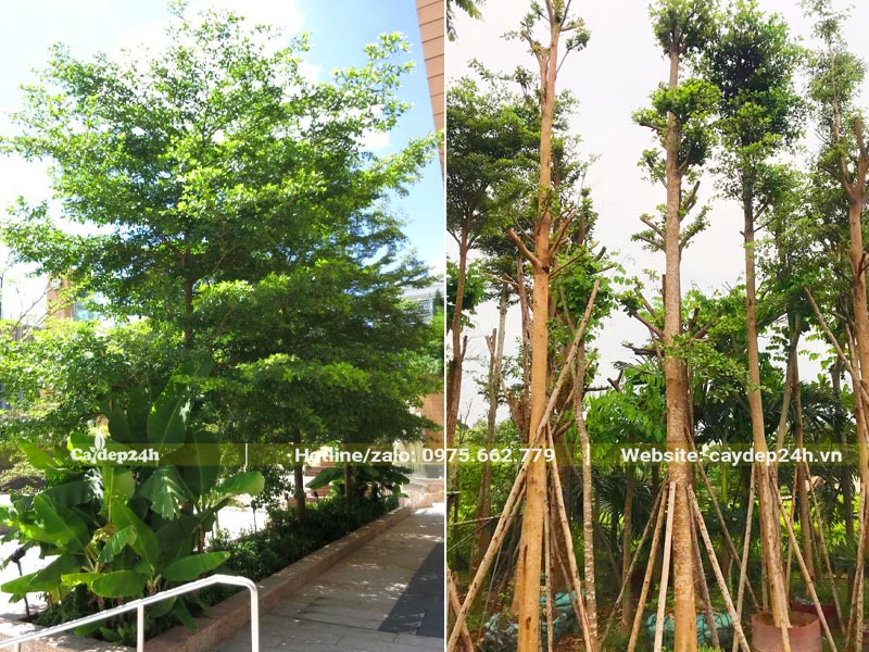 Hàng cây Bàng Đài Loan cao gần 4m trồng trong sân trường học