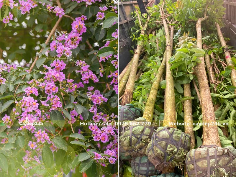 Tập kết cây Bằng Lăng công trình trồng nhà máy