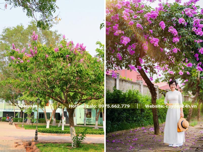 Cây hoa tím trồng trường học